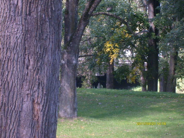 Деревья - Наталья и Игорь Трошкины