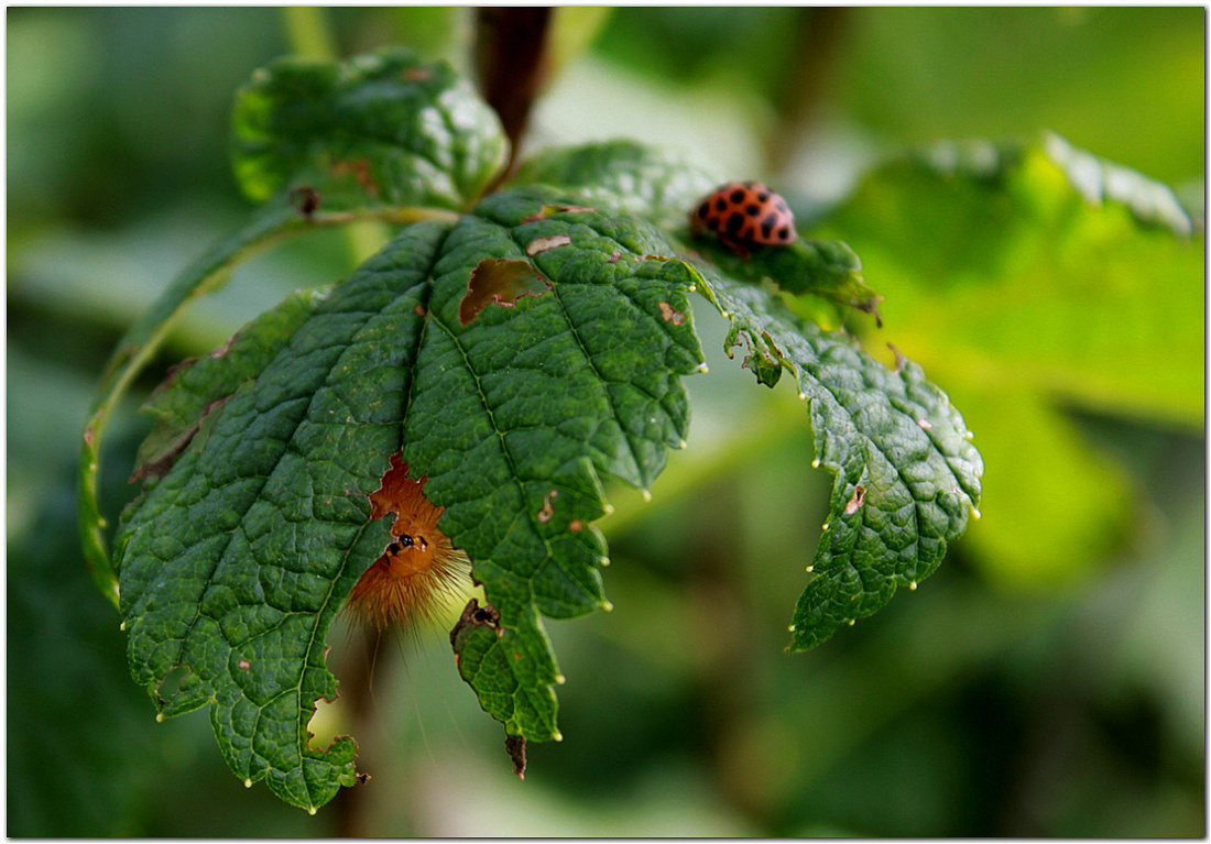 Один день на даче - Alexander Antonov
