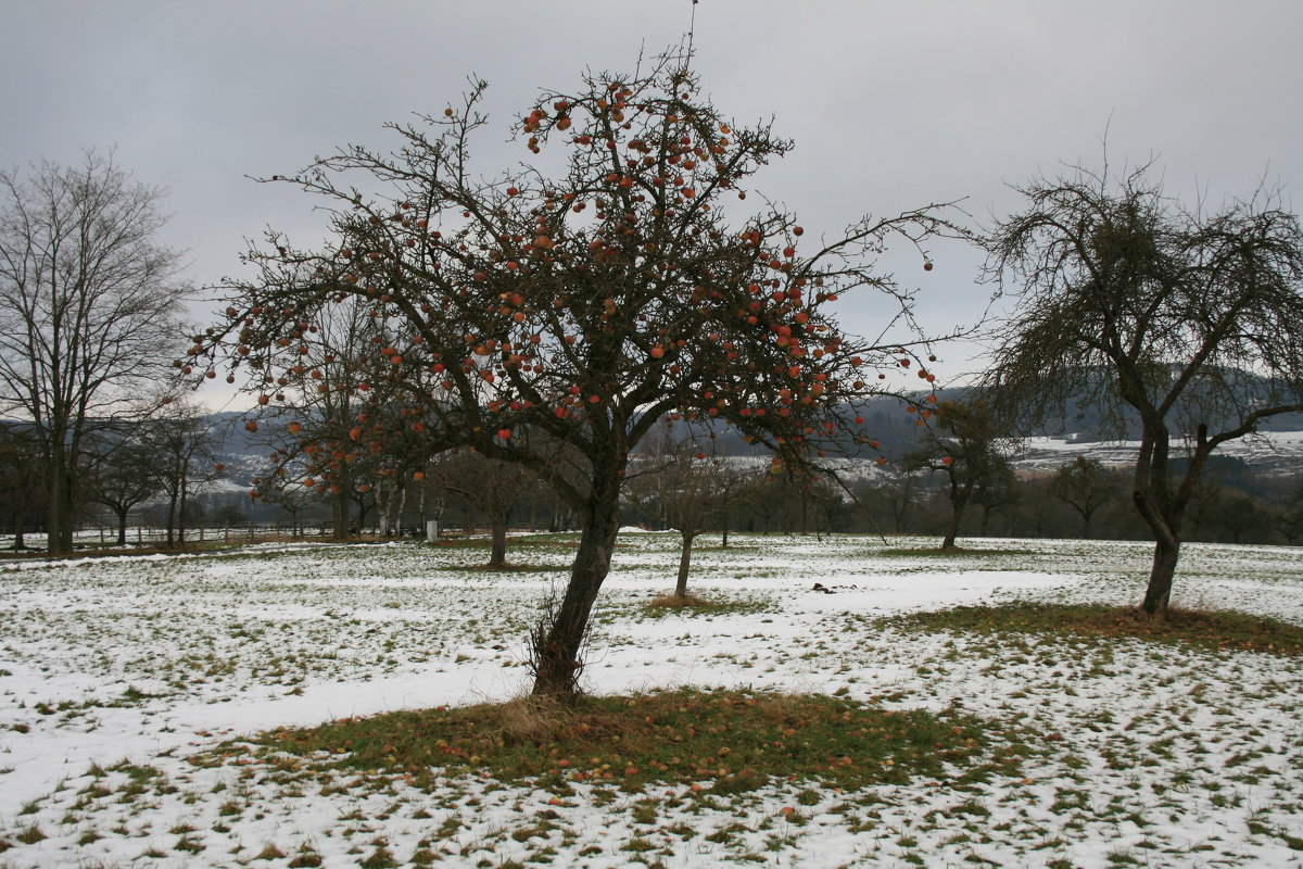 Яблоки на снегу - serega.r Романов
