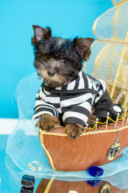 юнга - Катерина Терновая