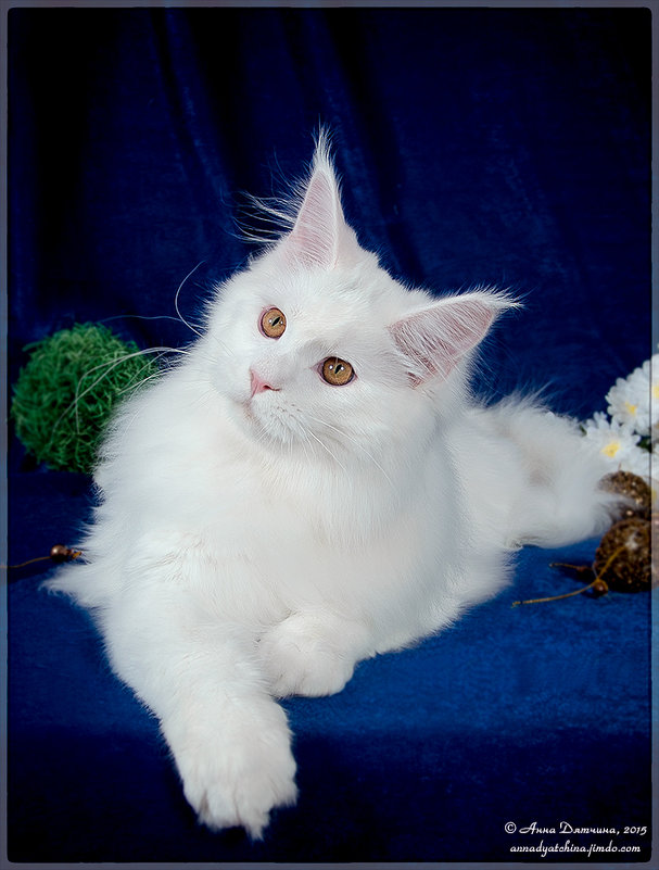 ))) - Anna Dyatchina