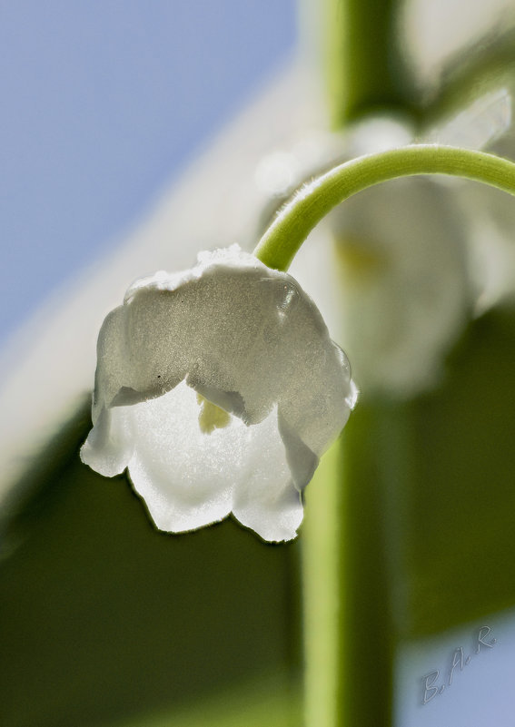 Ландыш. - Андрей Боталов
