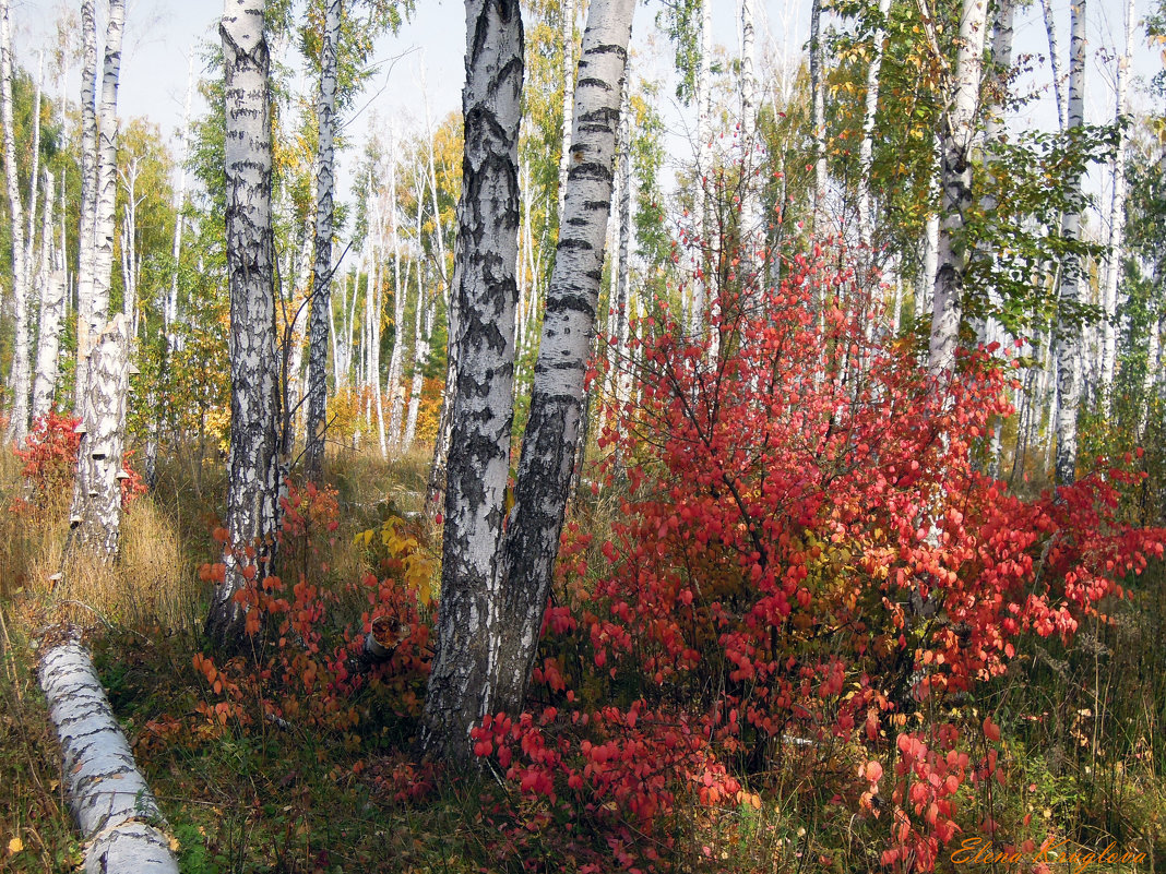 Все краски осени - Елена Круглова Все краски осени - Елена Круглова