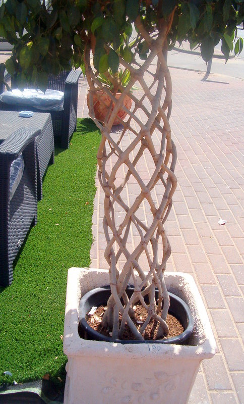 Фигурные стволы - Герович Лилия Фигурные стволы - Герович Лилия