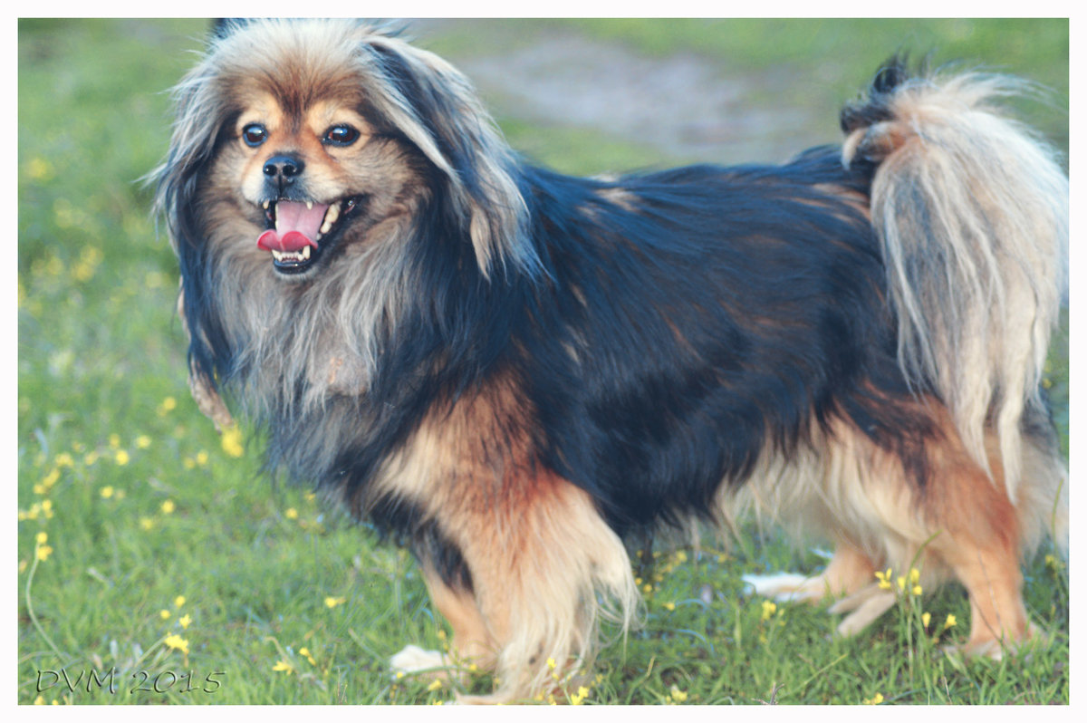 *** - Viktoriya Bilan