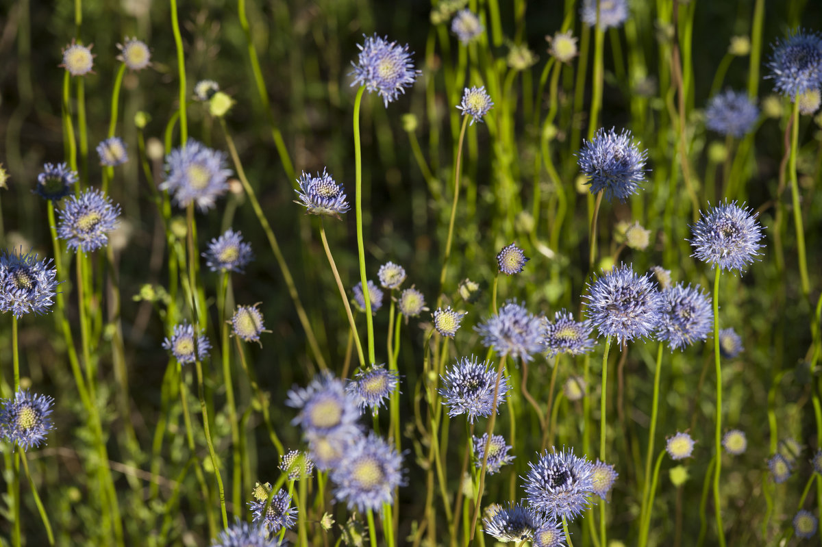 сине зеленое спокойствие - Олег сине зеленое спокойствие - Олег