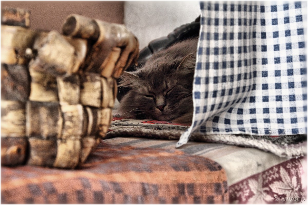 Хорошо лежать на печке! - Роман Оливар