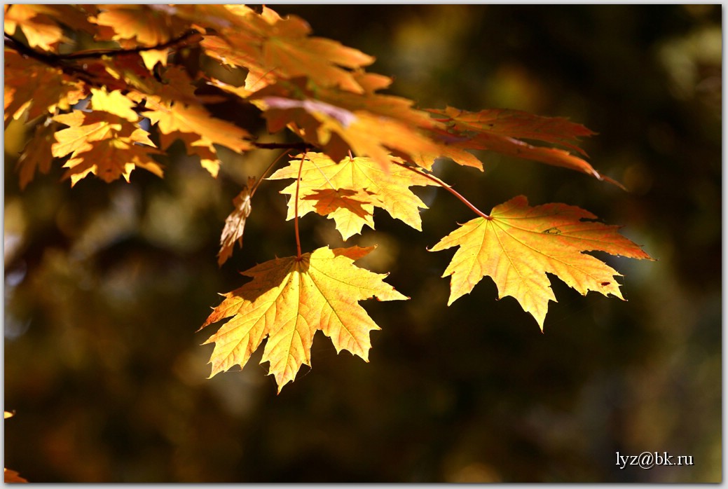 *** - Андрей Lyz