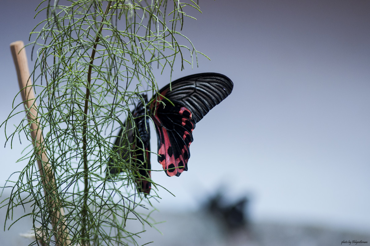 butterfly - Александр Голубев