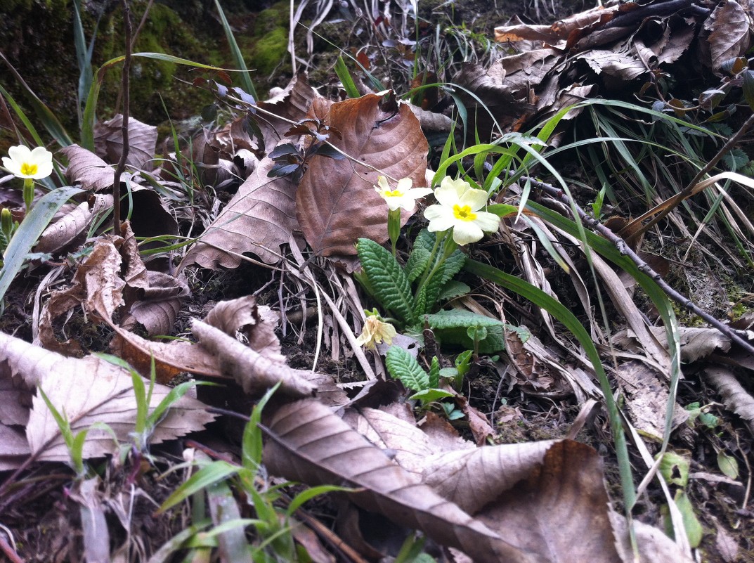 Mountain flowers - Katerina Ilina