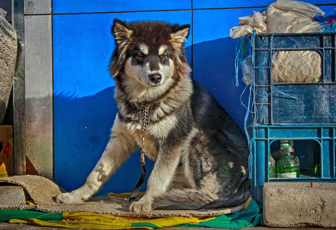 То ли сторож, то ли зазывала - Alexander Antonov То ли сторож, то ли зазывала - Alexander Antonov