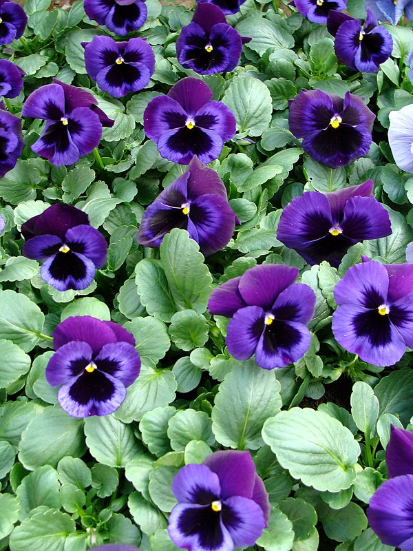 Viola x wittrockiana " Delta Viola Neon Violet  " - laana laadas