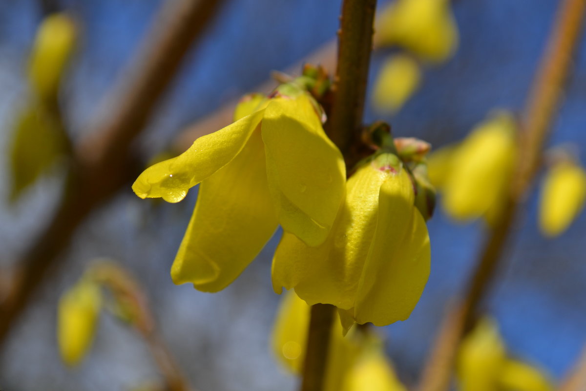 форзиция - Светлана 