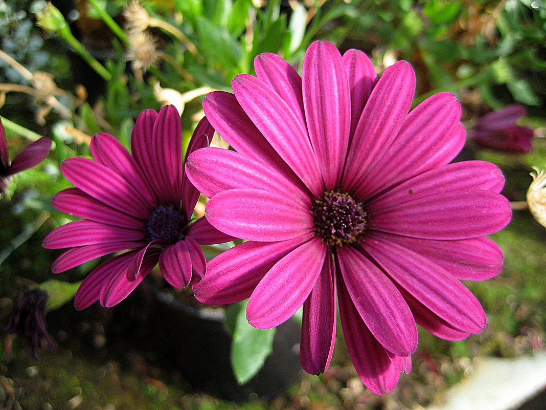 Osteospermum / Остеоспермум - laana laadas