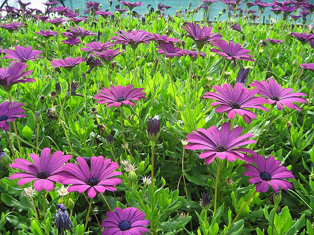 Osteospermum / Остеоспермум - laana laadas