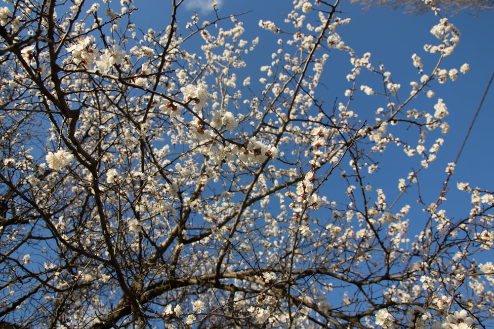 Весна-прекрасна! - Наталия 