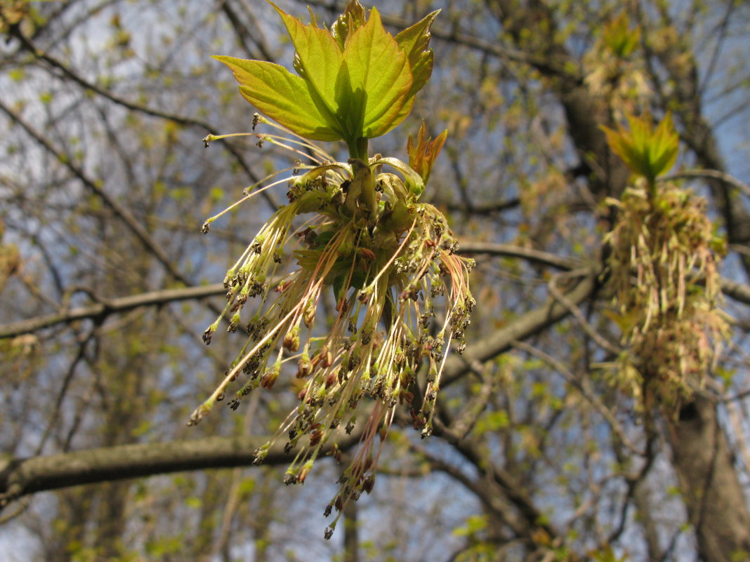 * - ТАТЬЯНА (tatik) * - ТАТЬЯНА (tatik)