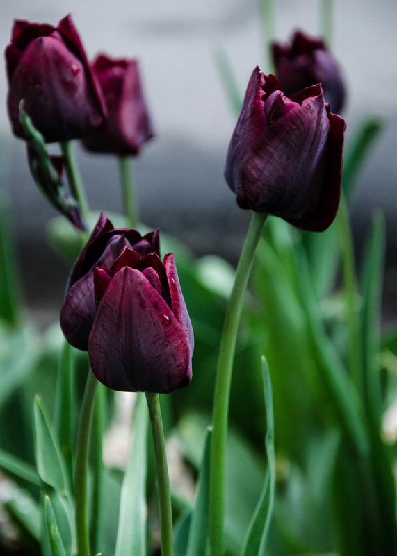 )) - Ирина Виниченко