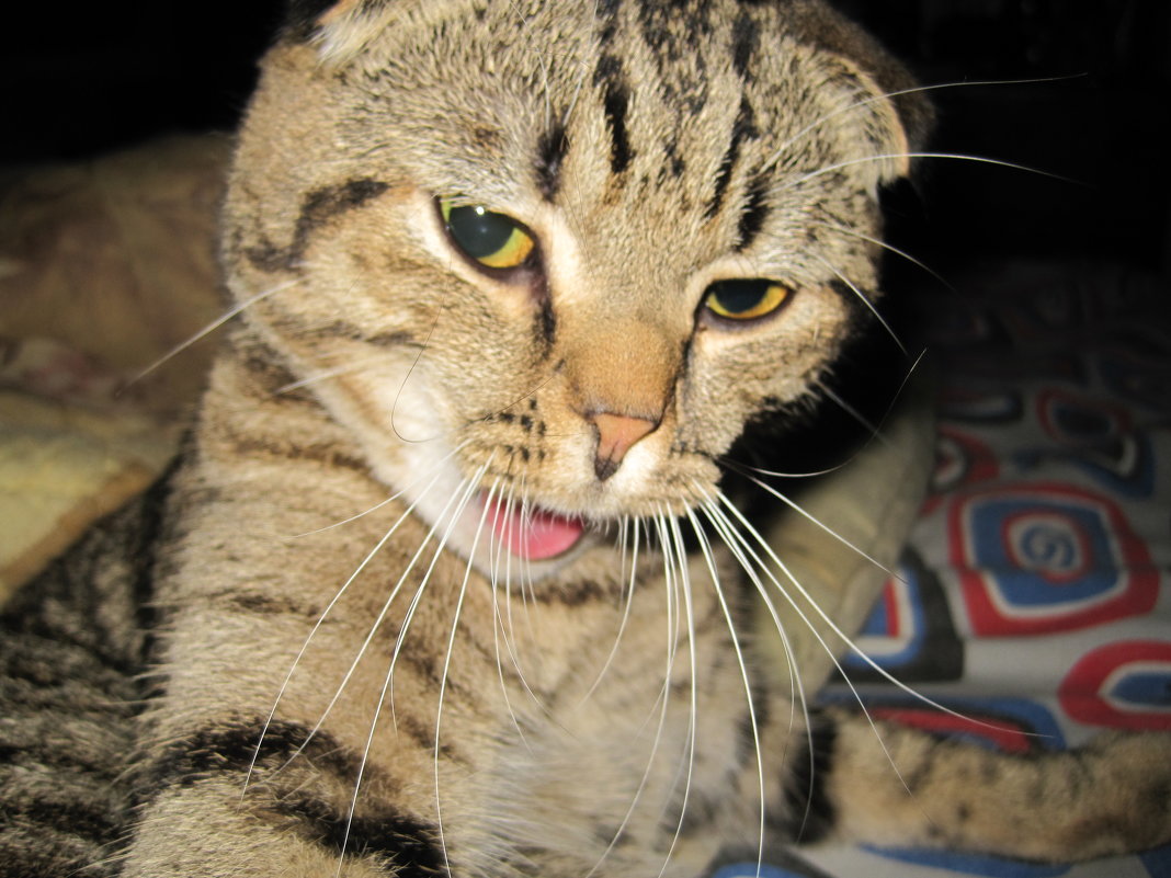 МОЙ КОТ - Ольга Теткина