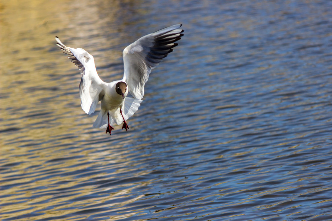 На посадку. - Сергей Швайбович На посадку. - Сергей Швайбович