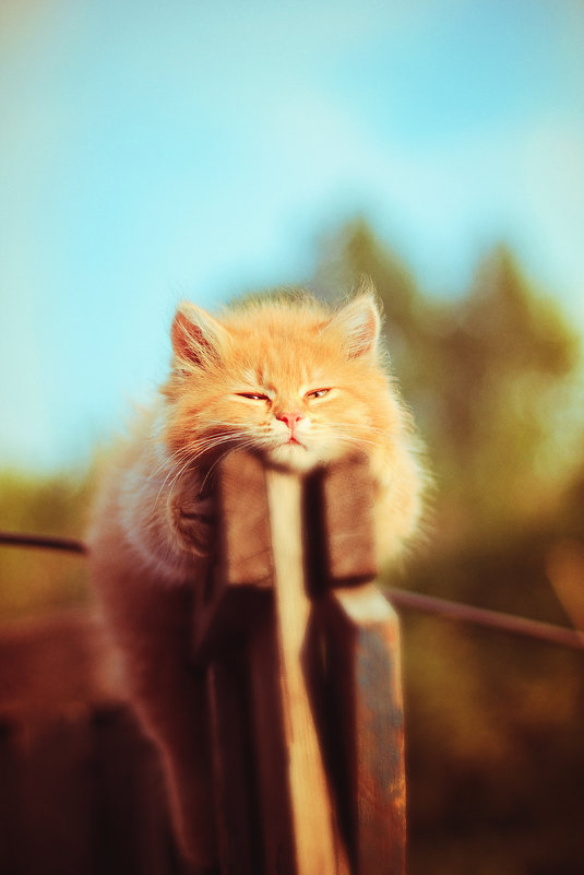 Няшка - Dima Pavlov Няшка - Dima Pavlov