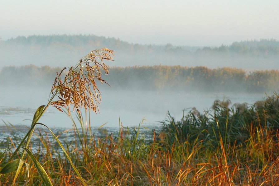 Туманные ярусы - Александр Герасенков