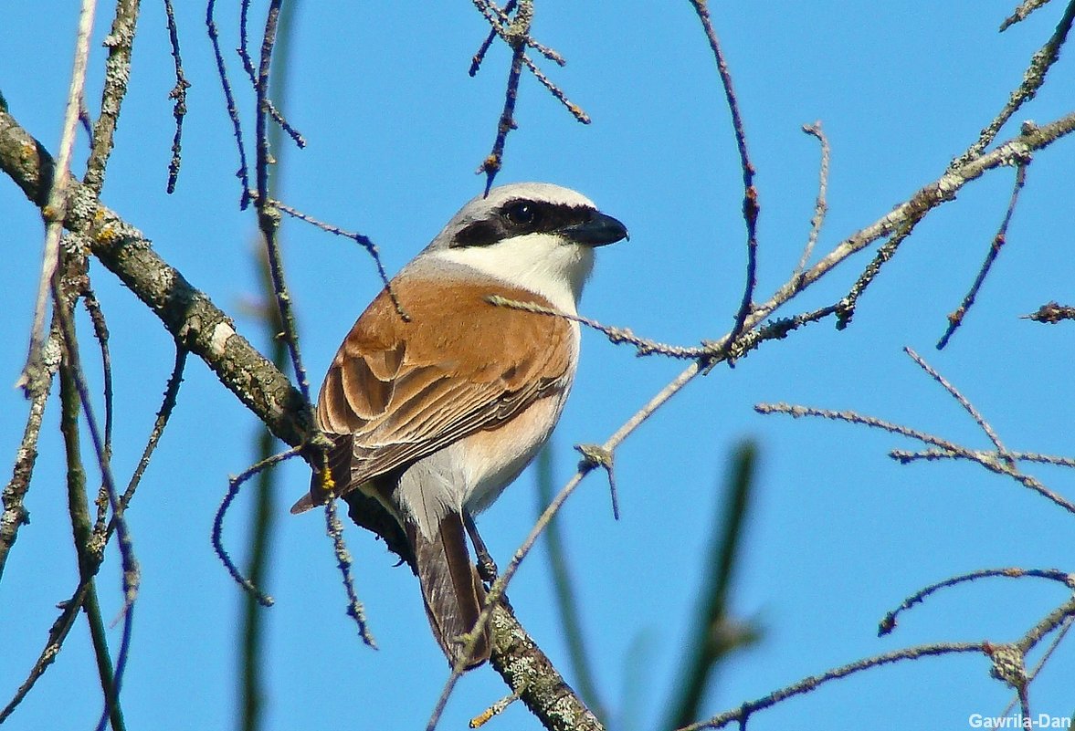 жулан сорокопут - gawrilа - dan