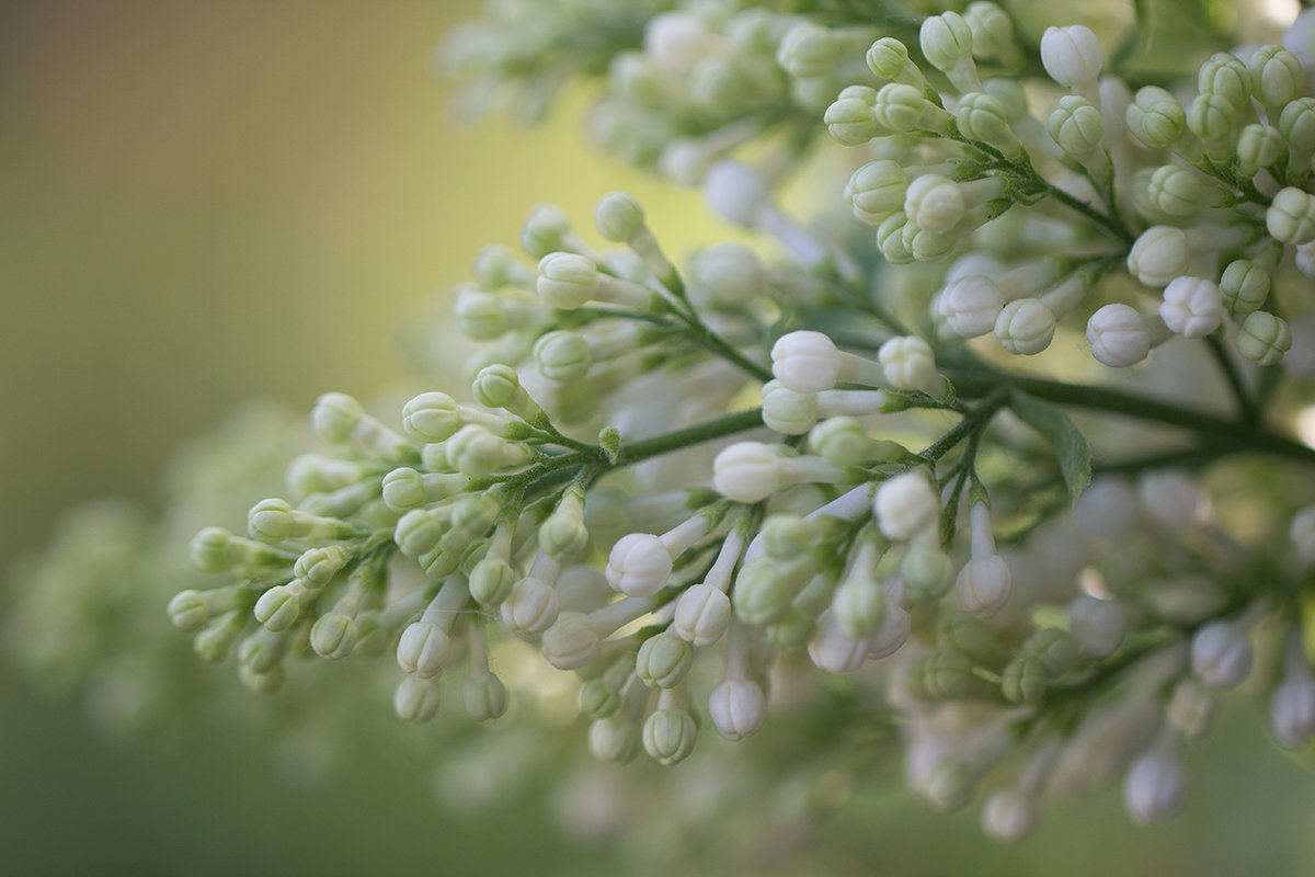*** - Евгений Барзенков