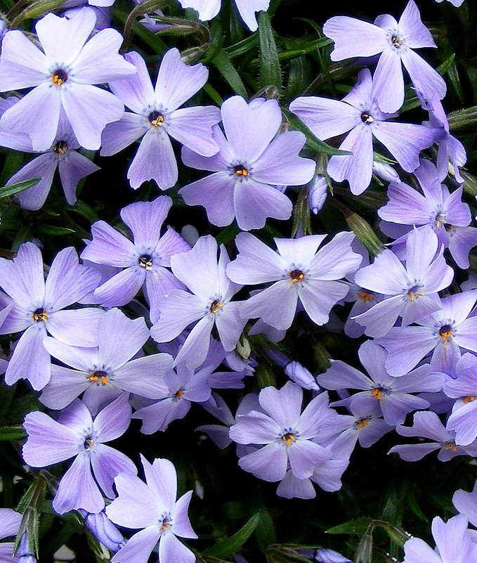 Макроэтюд - Александр Скамо