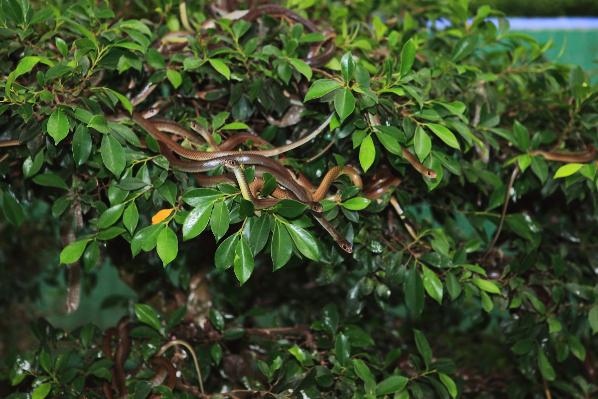 Гадюки(Вьетнам) - Василий Гадюки(Вьетнам) - Василий