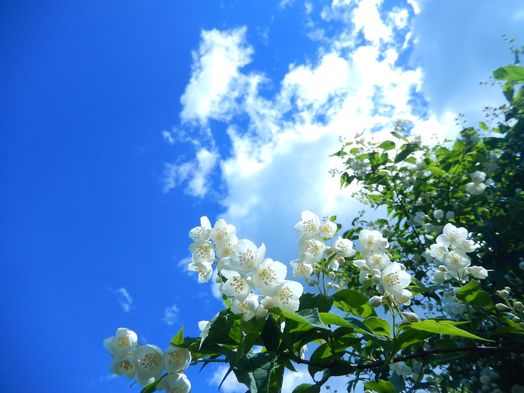 ЖАСМИН В МОЕМ САДУ - ТАТЬЯНА ОСИПОВА