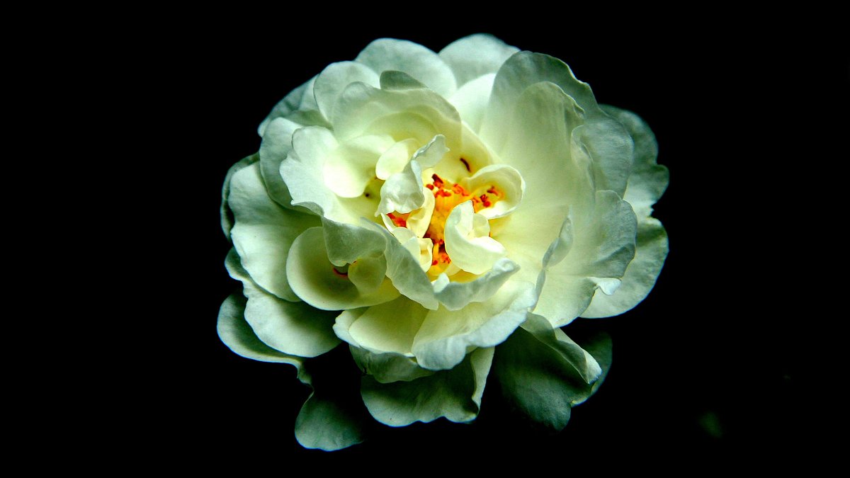 шиповник - Вадим Виловатый