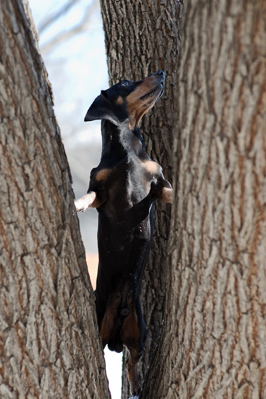 Городская охота - Александр Бакаев