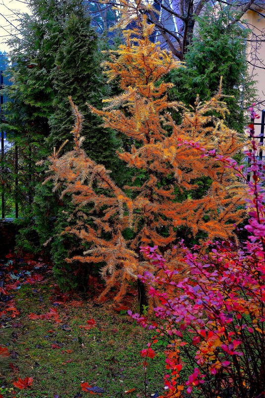 Осень - Leonid Volodko