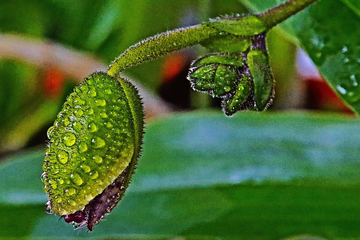 Венерин башмачок - Елена Громова