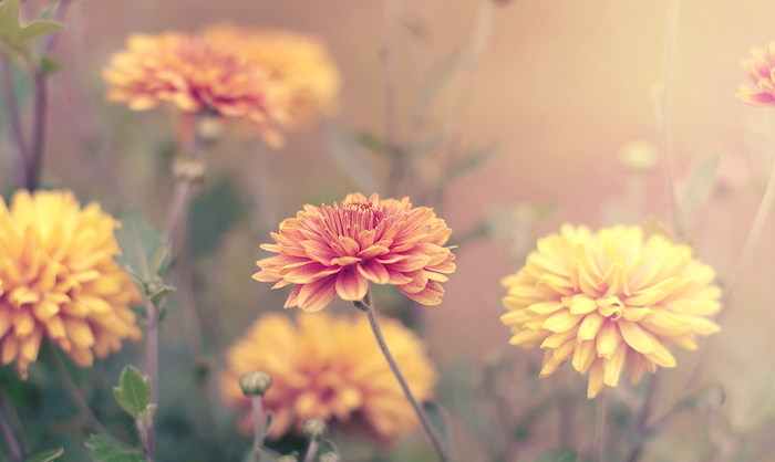 Рыжие - Diana Mravchinskaya Рыжие - Diana Mravchinskaya