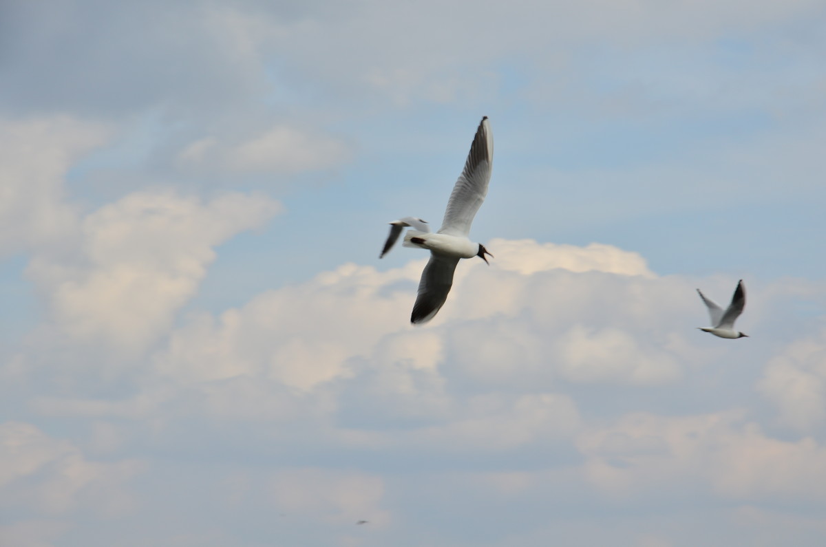 polіt - Гаван Андрій