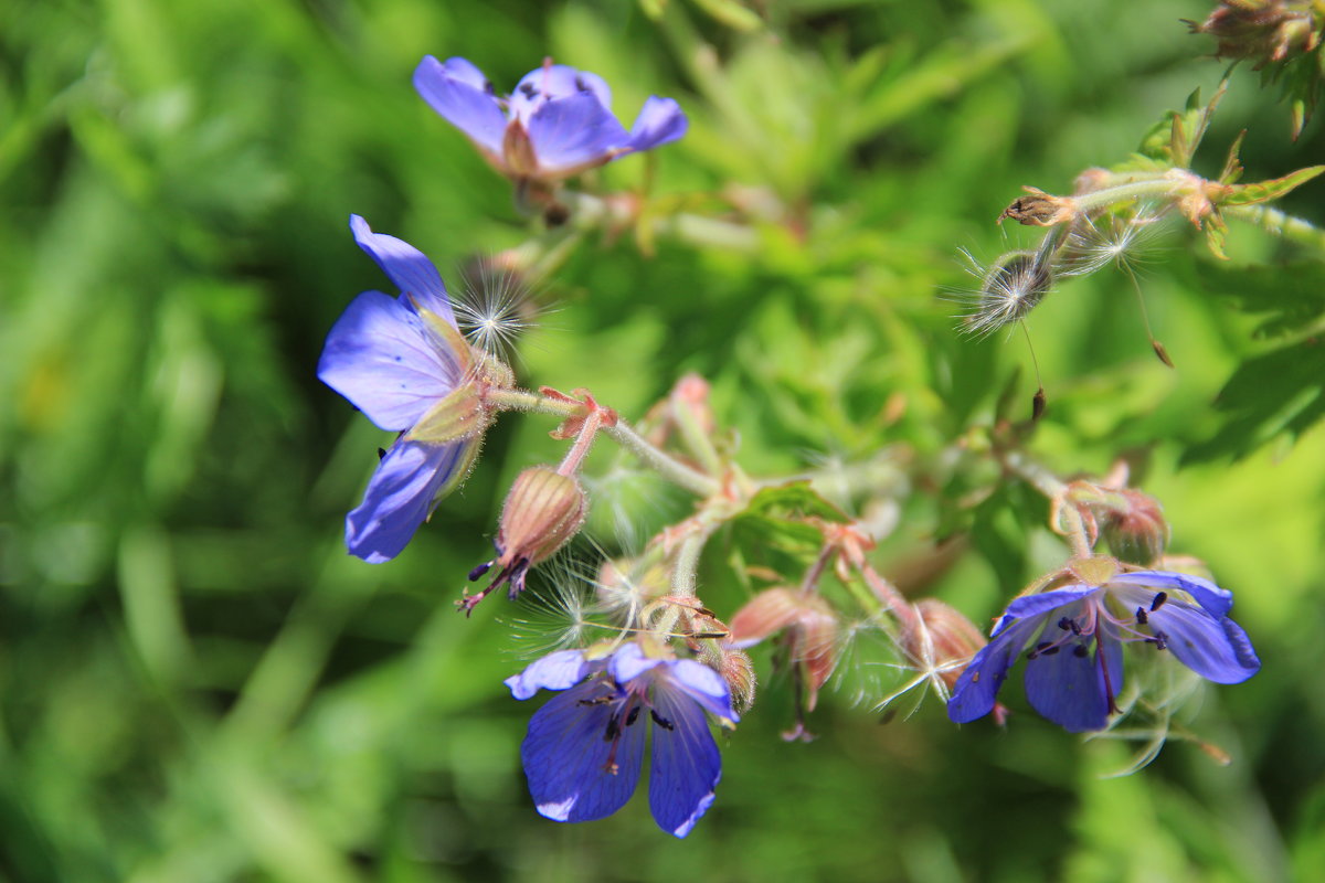 лесные цветы. - Юрий 