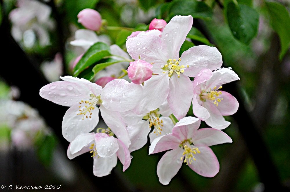 ... - Степан Карачко