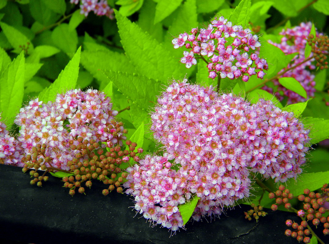 Спирея японская Неон Флеш (Spiraea japonica) Neon Flash. - Елена 