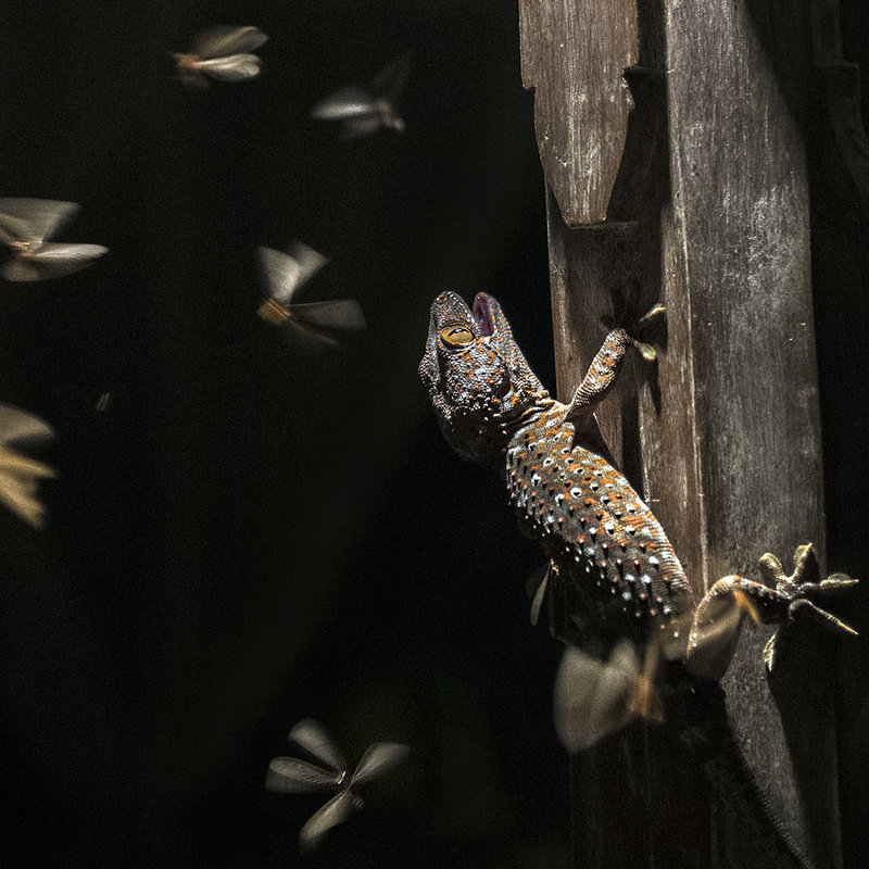 охота2 - Alexander Romanov (Roalan Photos) охота2 - Alexander Romanov (Roalan Photos)