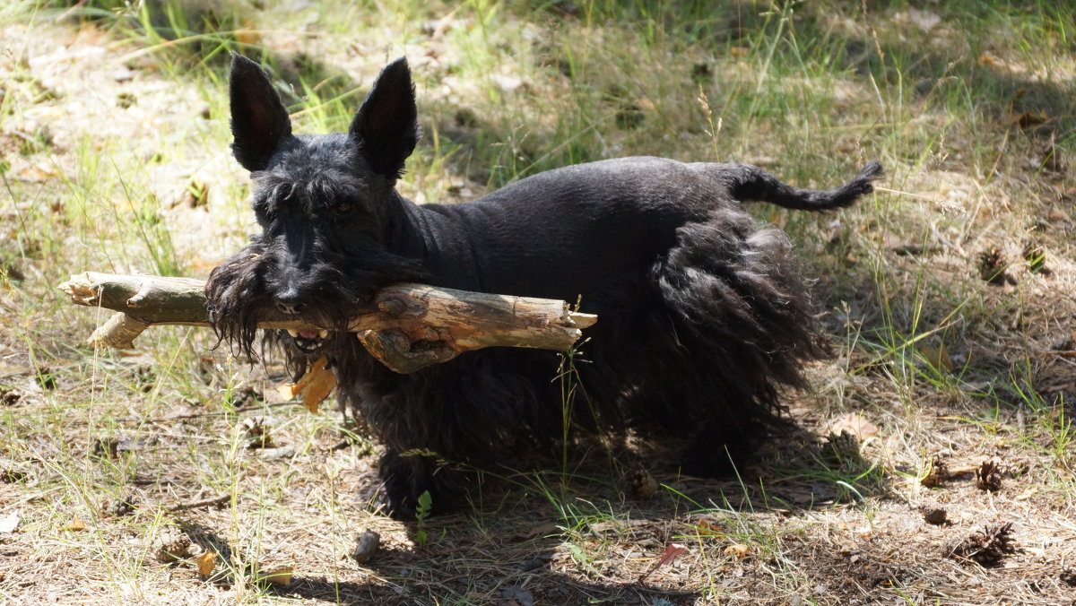 Скотч за работой.Собирает дрова для мангала - Александр Тверской Скотч за работой.Собирает дрова для мангала - Александр Тверской