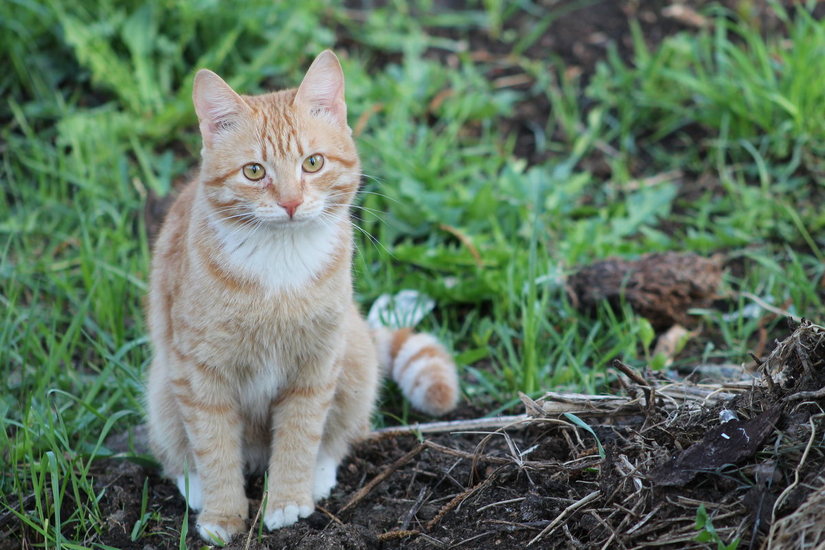 Рыжик - Любовь 