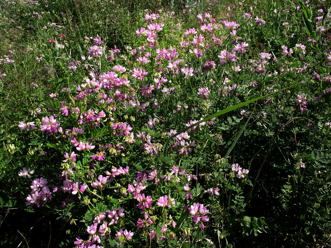 Заросли секироплодника - Иля Григорьева