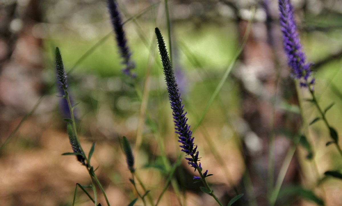 Травушка-муравушка... - VADIM ***** Травушка-муравушка... - VADIM *****