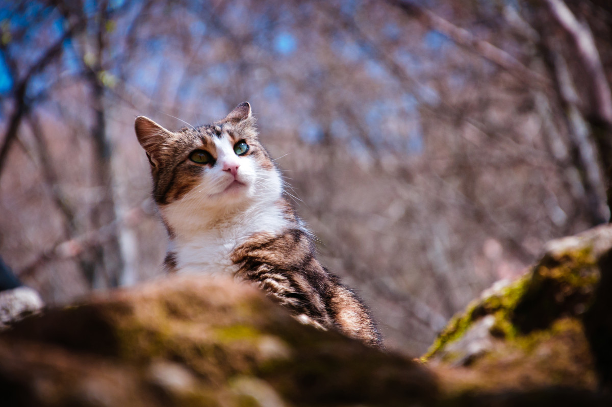 Кошка которая живет в горах - Фотограф Дарья Скугарева