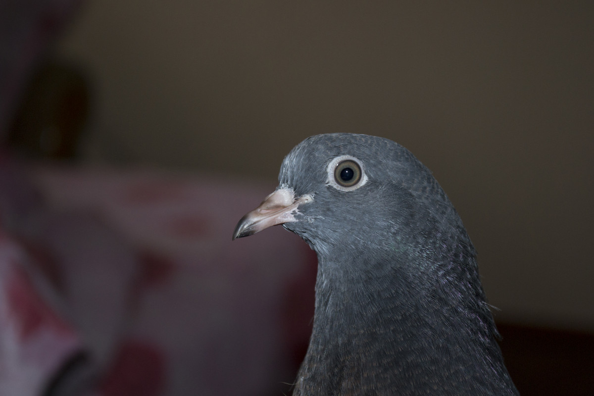 гуля - Alex G. гуля - Alex G.