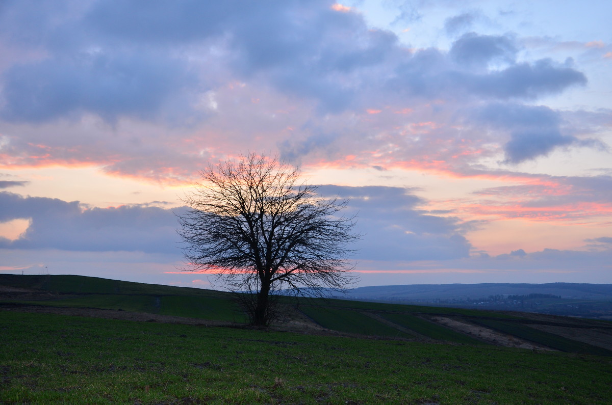 tree - Гаван Андрій