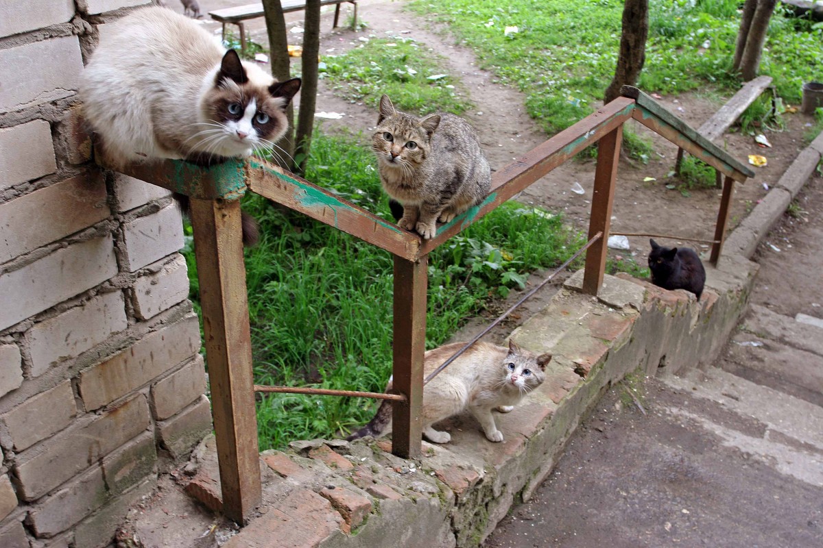 Сбор аплельских. - Владислав Куликов Сбор аплельских. - Владислав Куликов