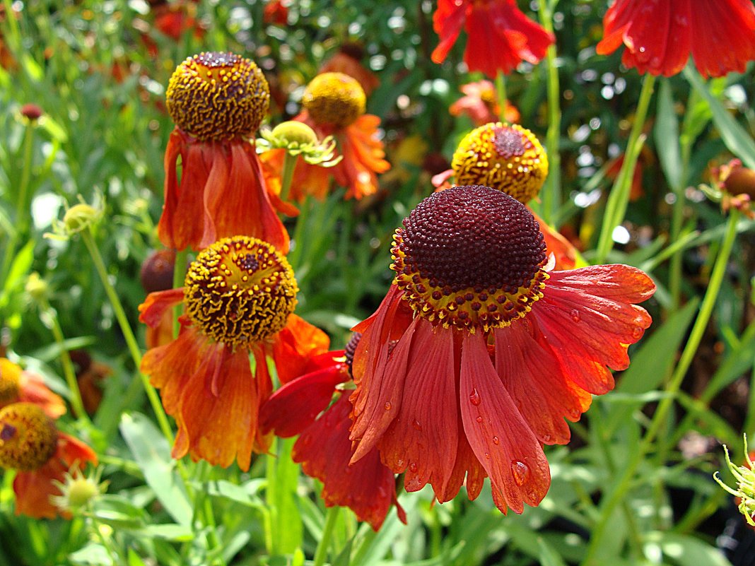 Helenium " Moerheim Beauty " - laana laadas